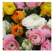 Fresh Assorted Ranunculus